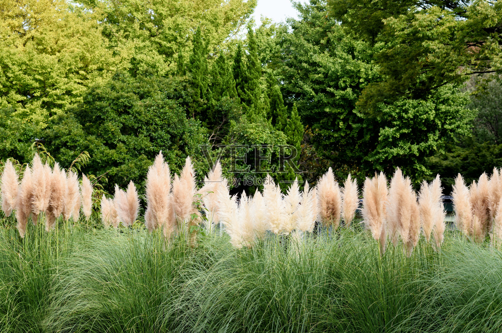 潘帕斯草照片摄影图片