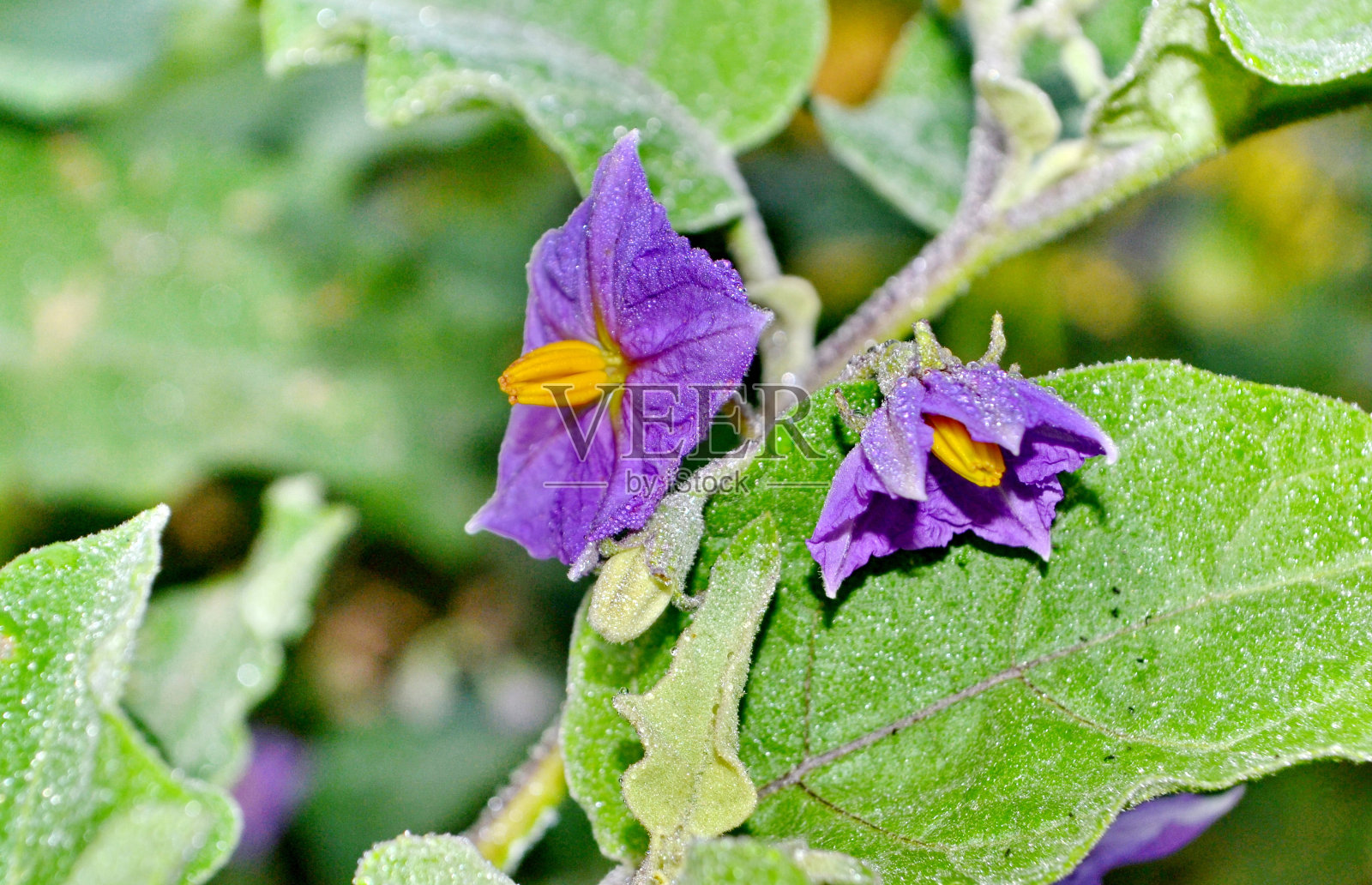 紫茄花照片摄影图片