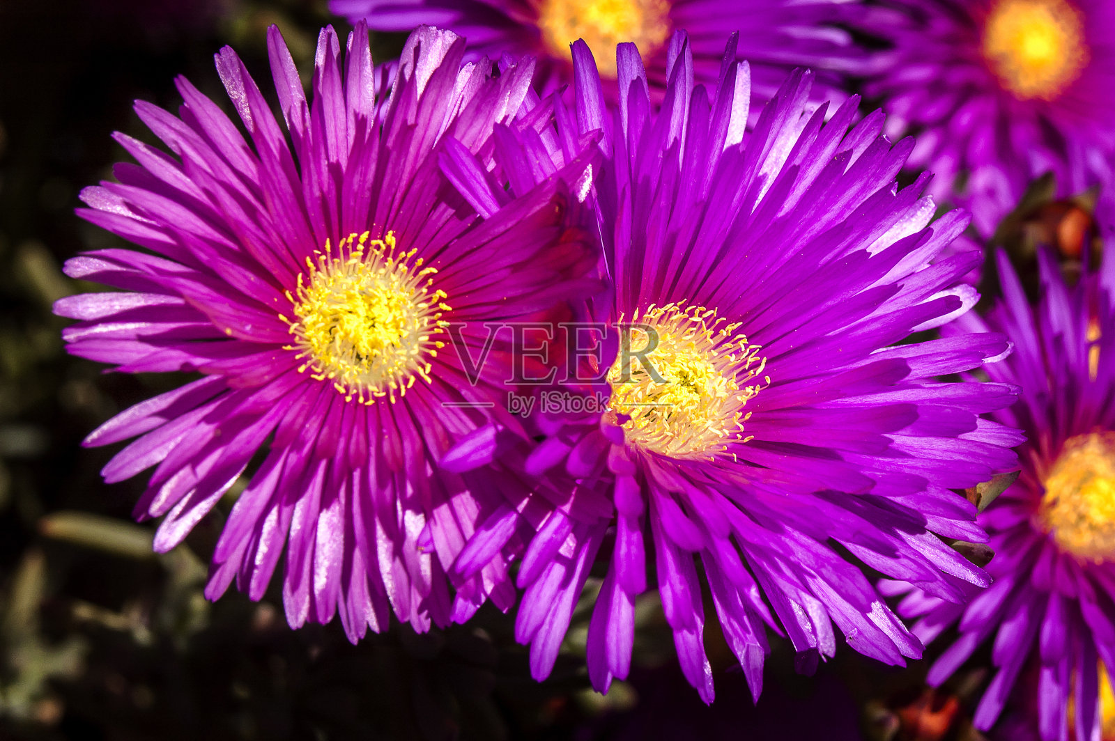 粉红色的花朵照片摄影图片