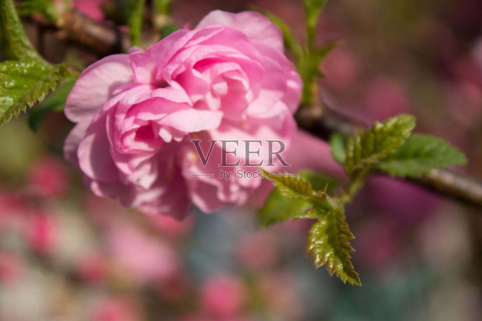 桃花照片摄影图片