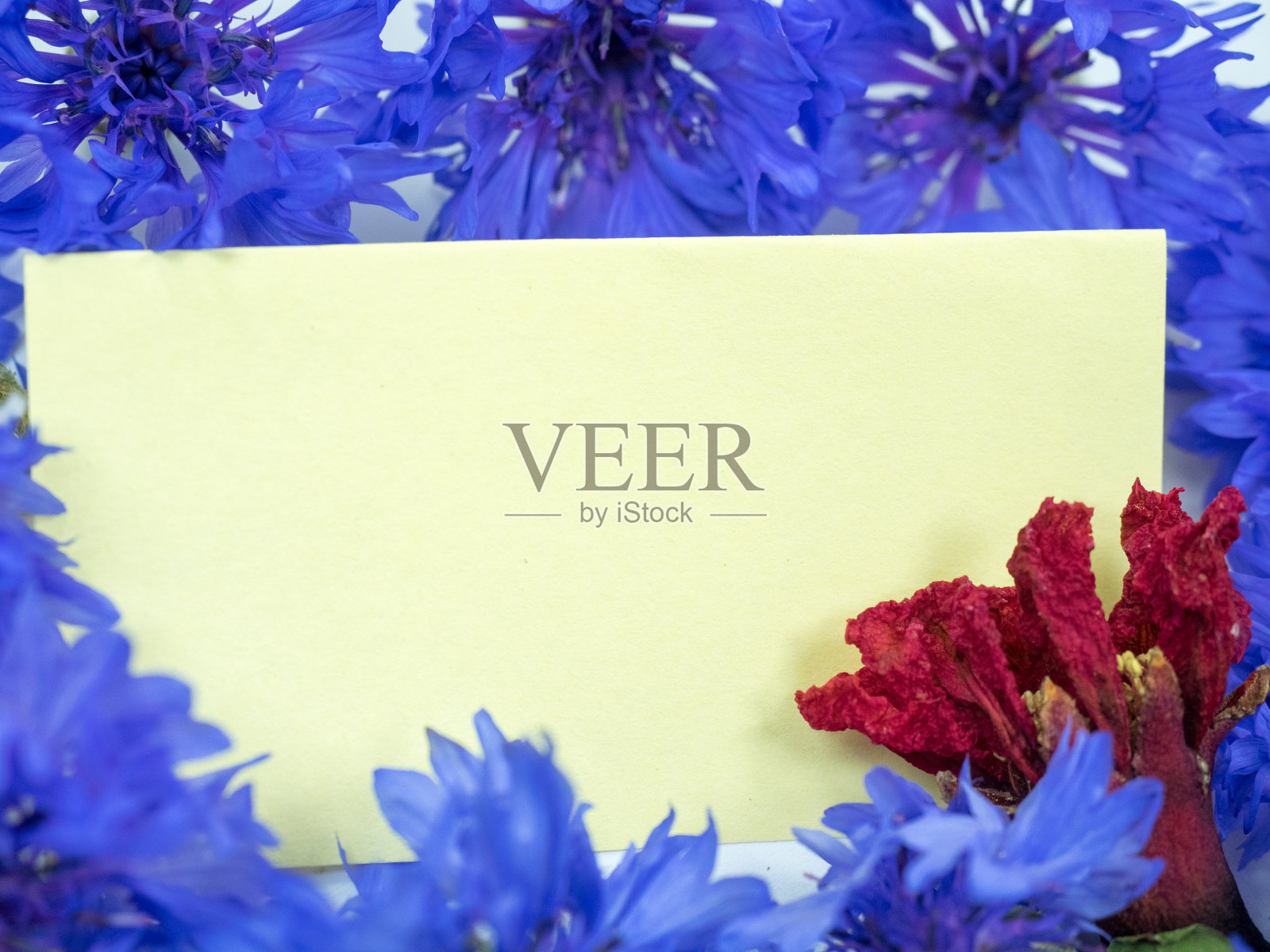 矢车菊属照片摄影图片