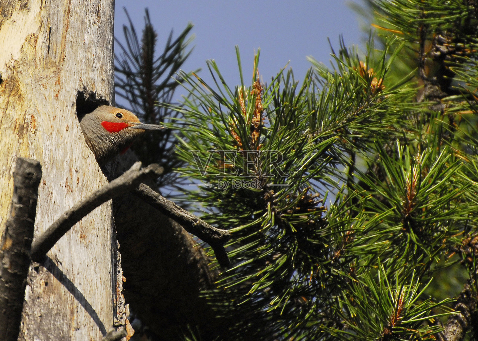窥视北部闪烁照片摄影图片