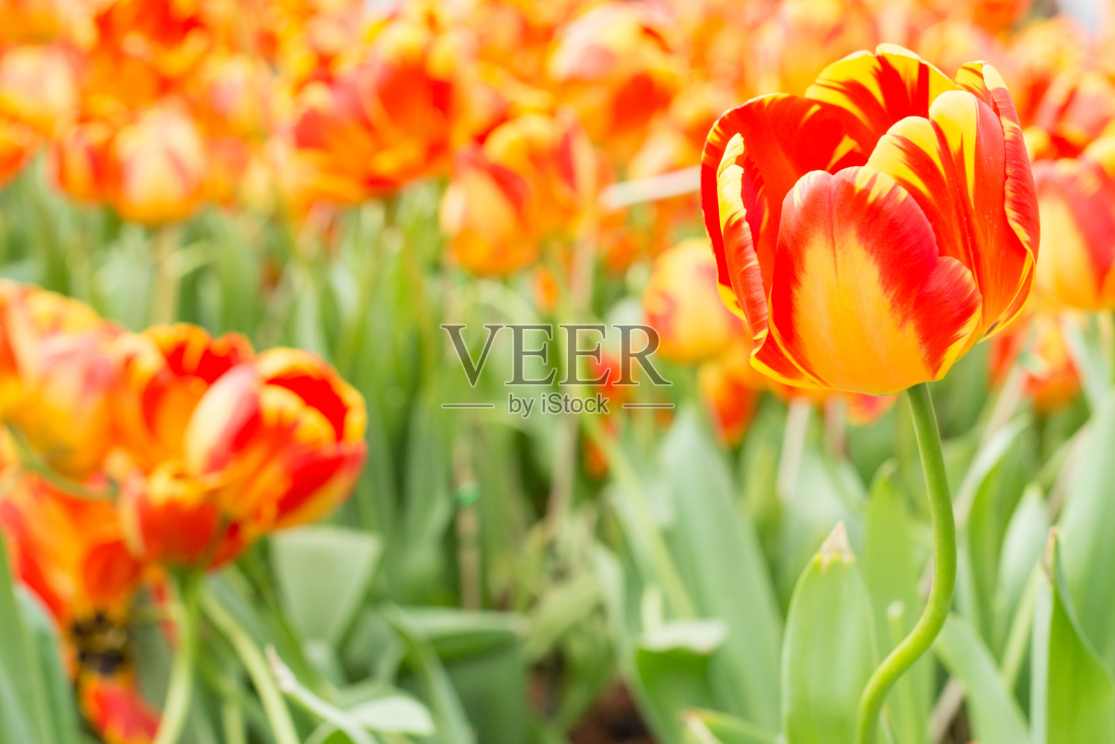 橙色郁金香照片摄影图片