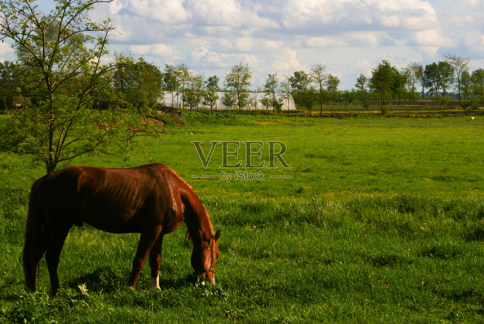 吃绿草的马照片摄影图片