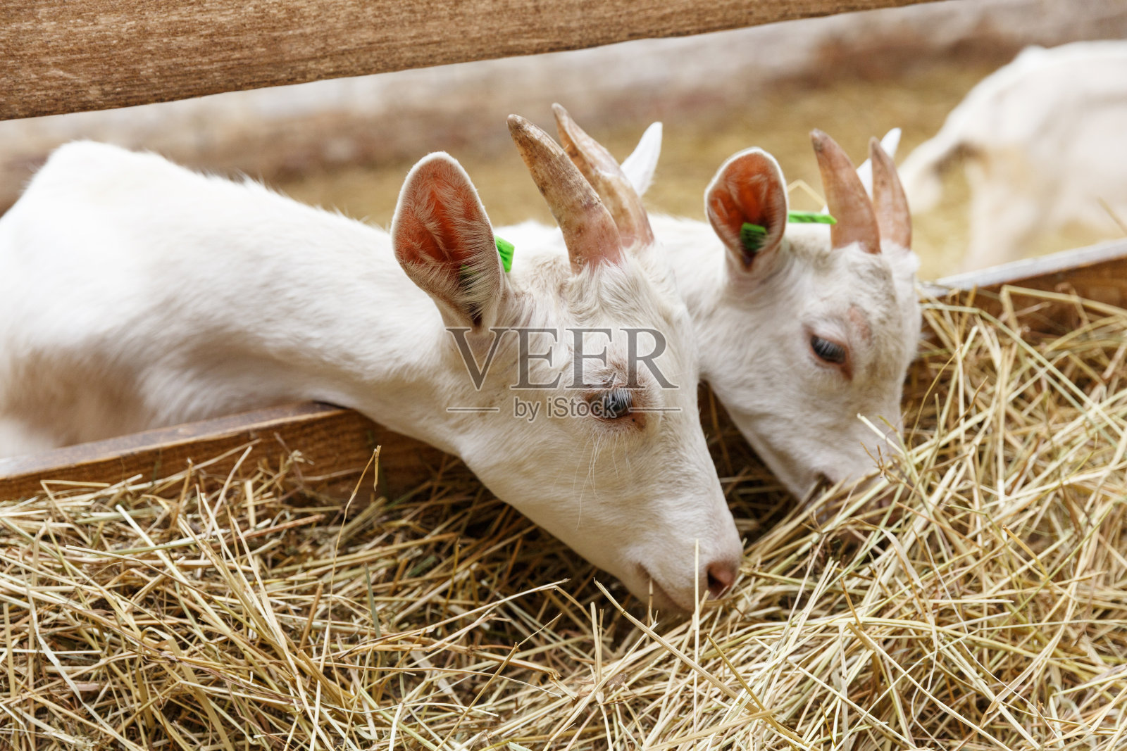 在动物农场里觅食的山羊照片摄影图片