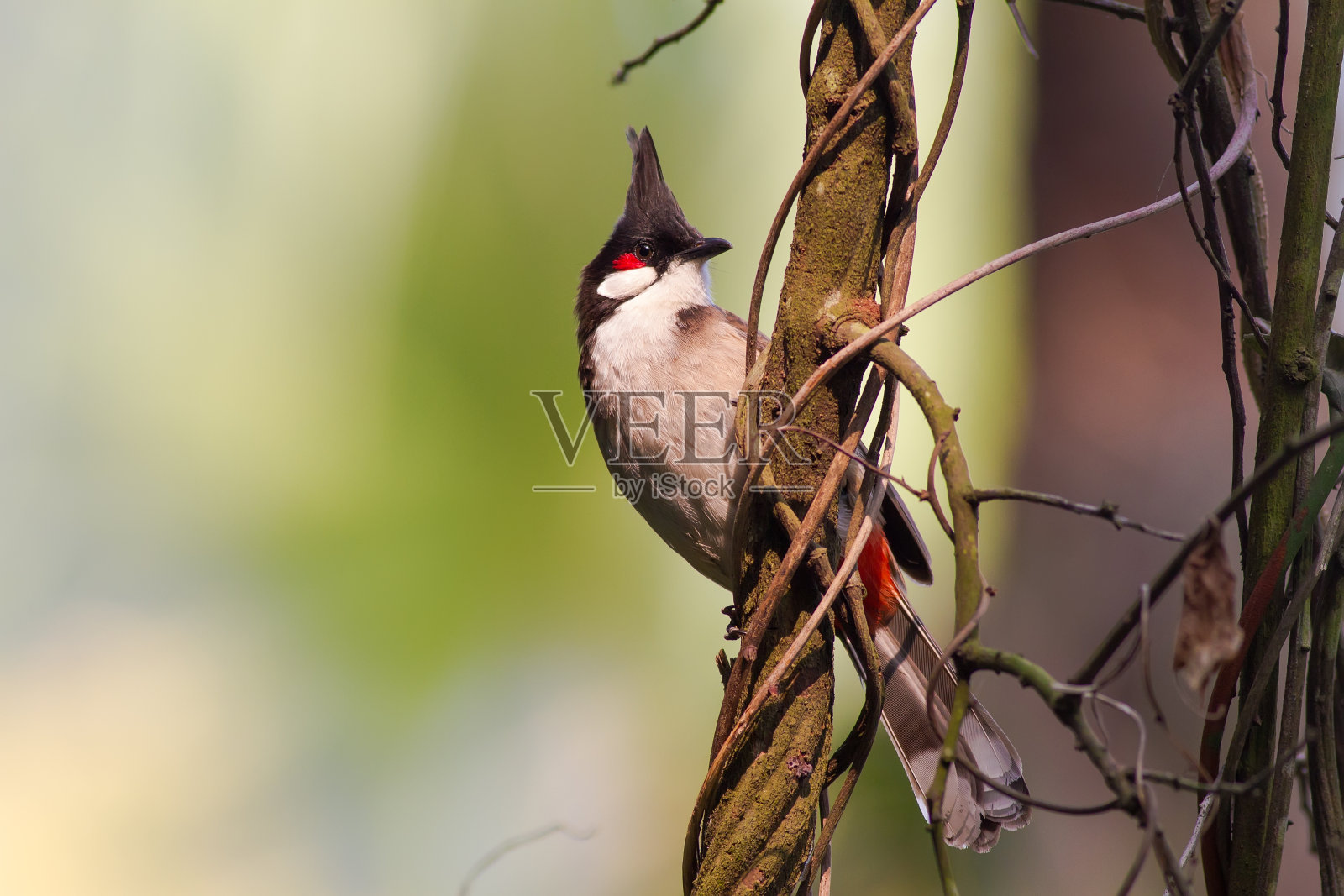 红须白头翁站在藤蔓上照片摄影图片