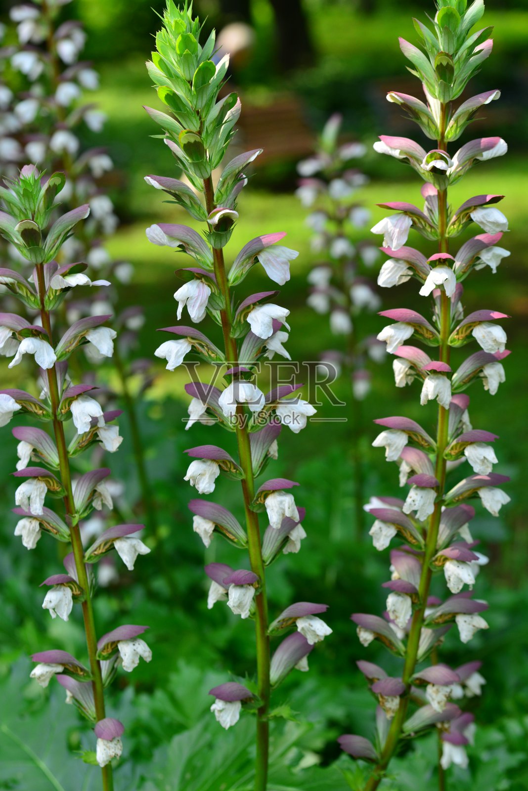 叶形装饰花照片摄影图片
