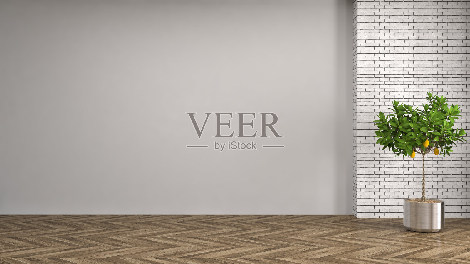 室内植物。三维演示照片摄影图片