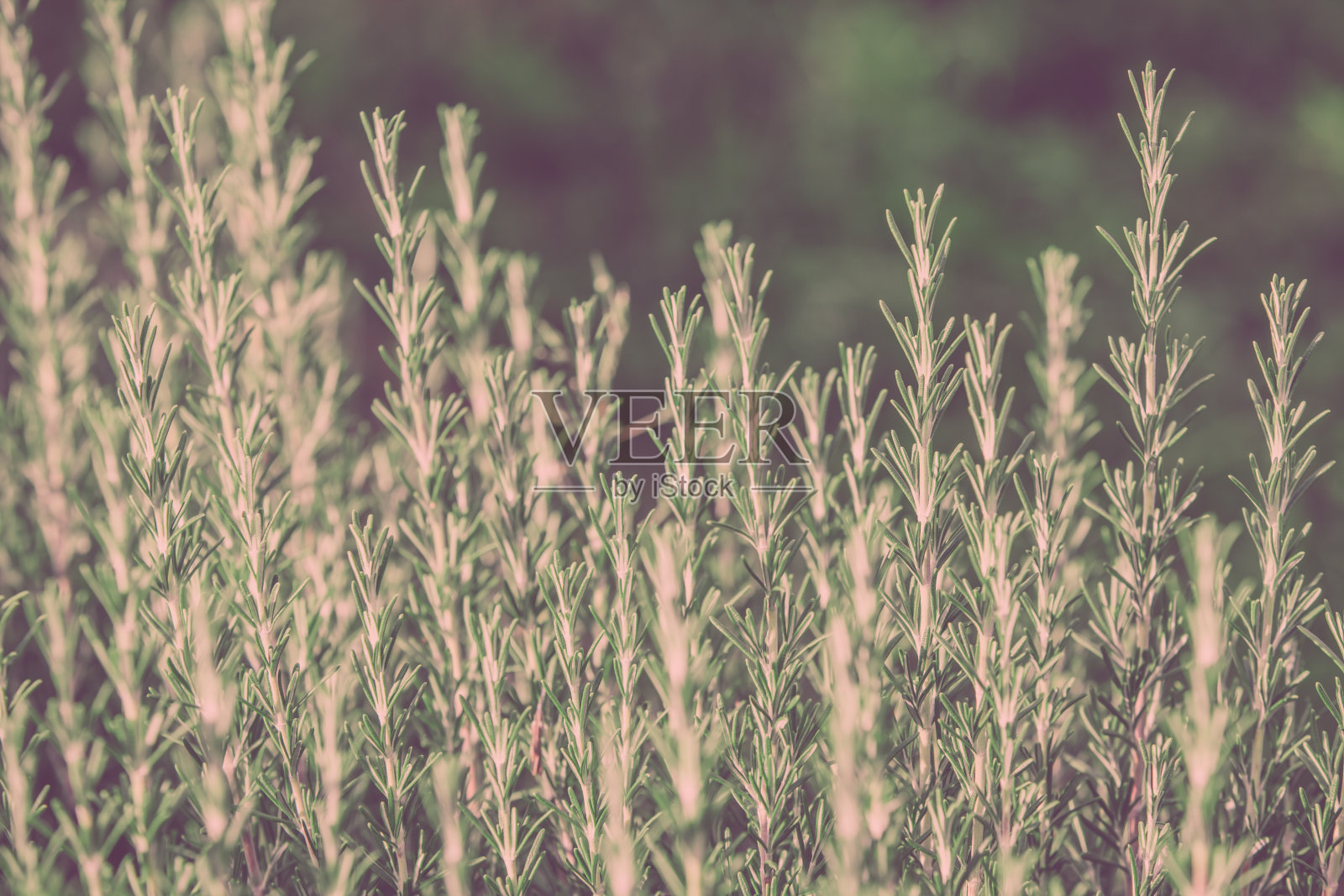 新鲜迷迭香照片摄影图片