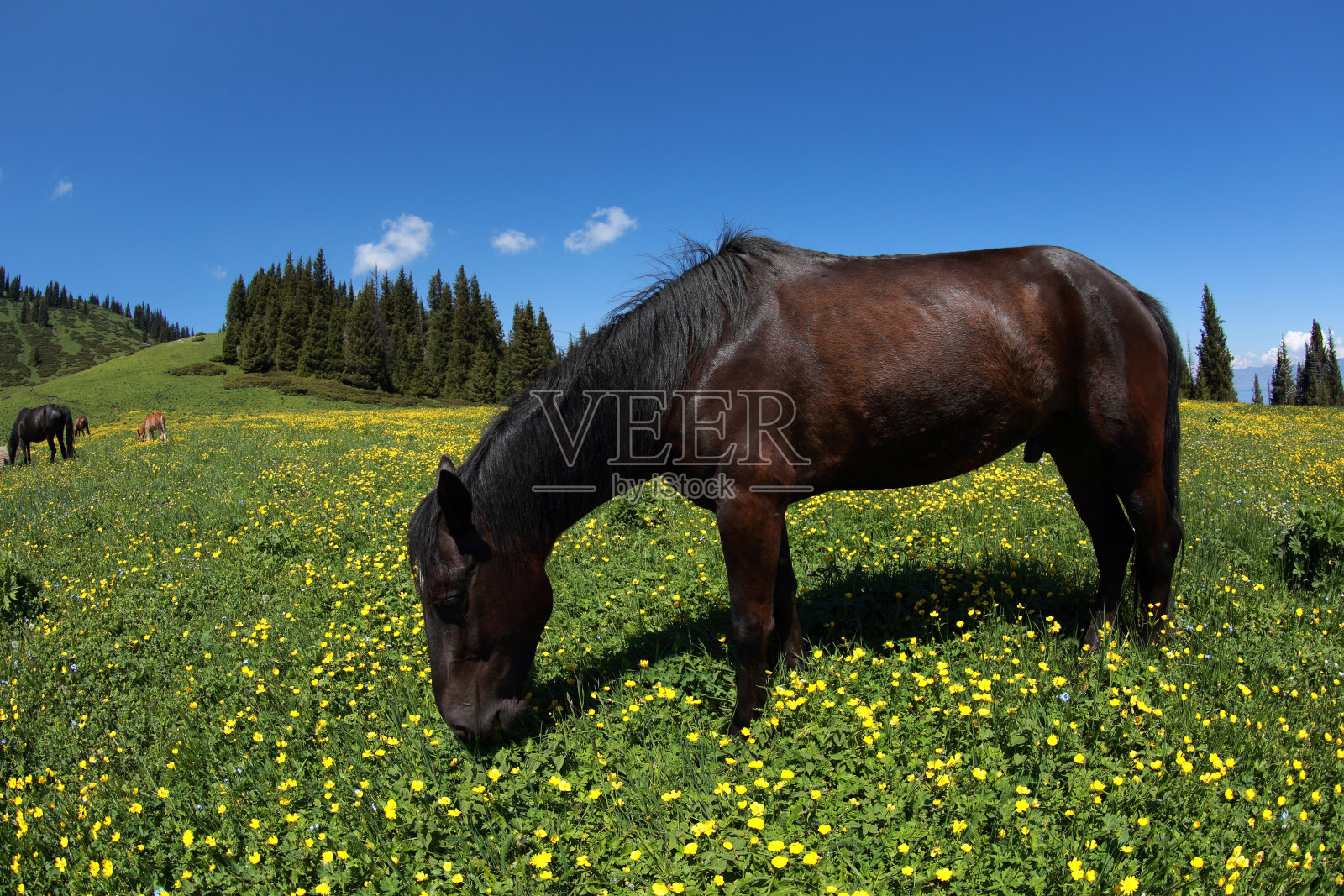 马在美丽的高山草原上吃草照片摄影图片