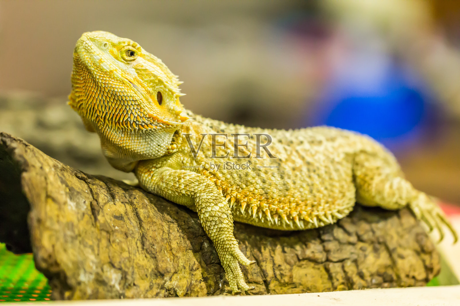 有髯龙(agama, Pogona vitticeps)照片摄影图片