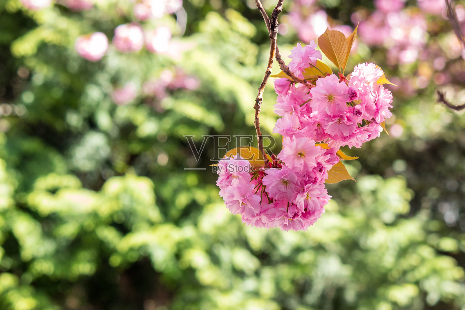 樱花枝头的粉红色花朵照片摄影图片