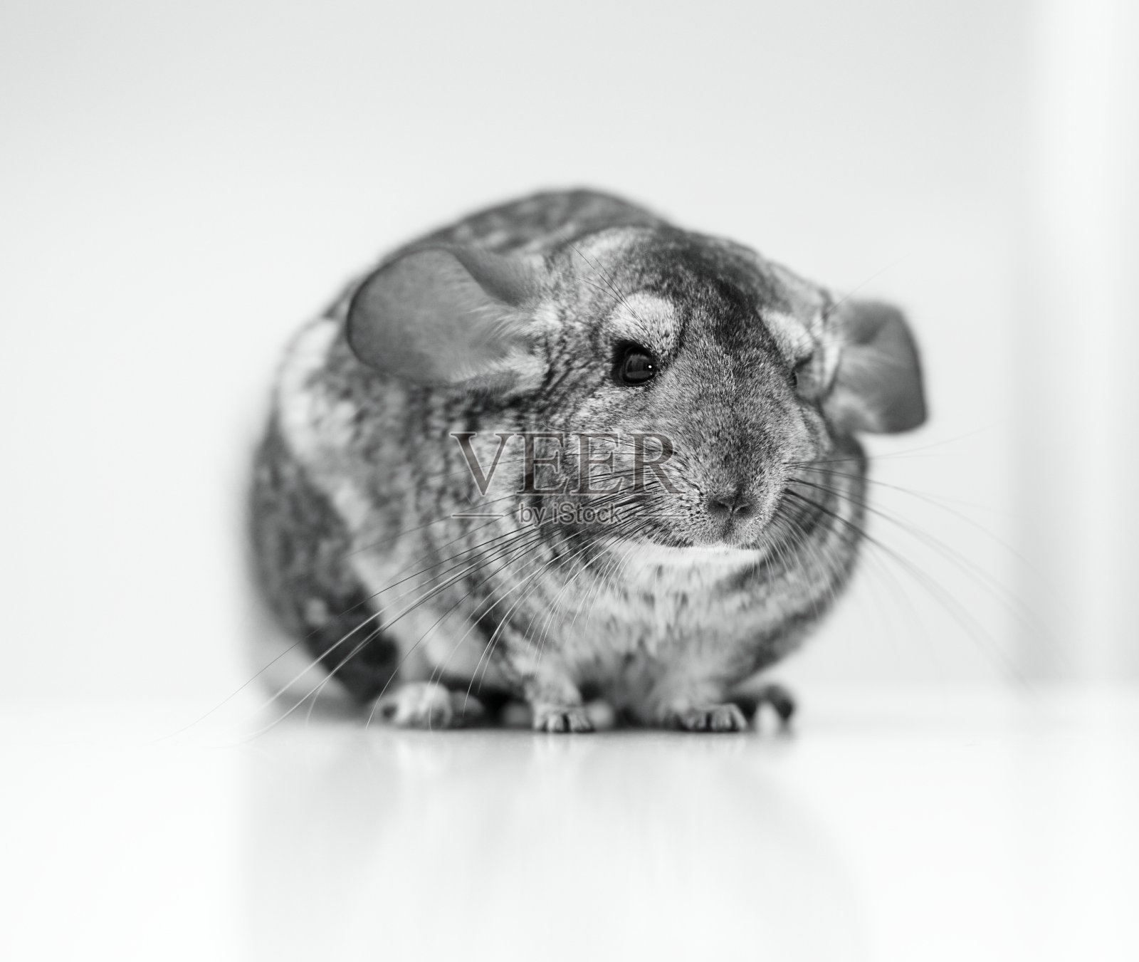 钦奇利亚照片摄影图片