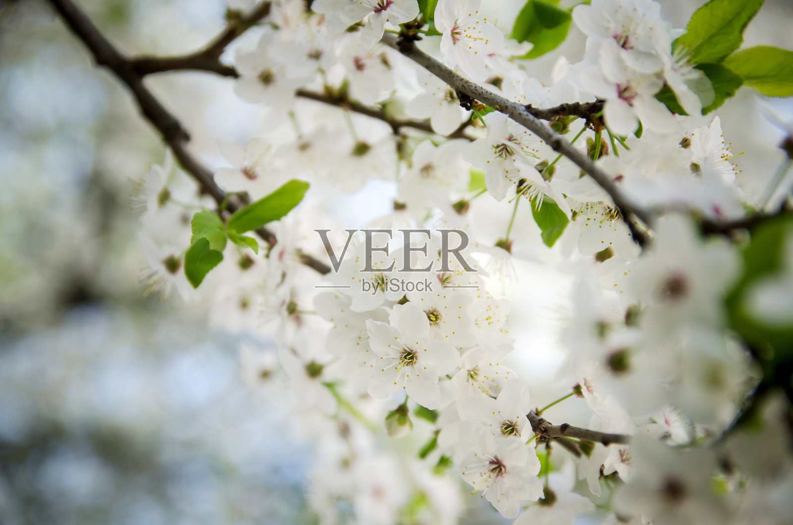 美丽的樱花照片摄影图片