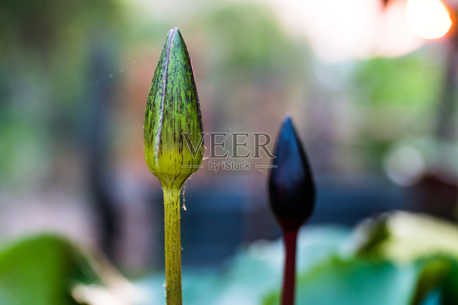 近处有一朵绿芽的荷花照片摄影图片