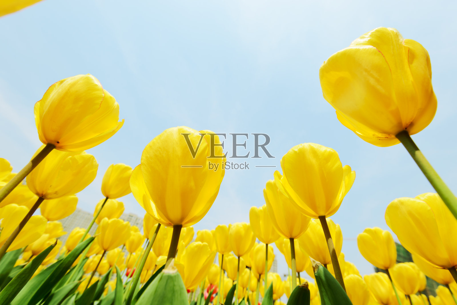 郁金香照片摄影图片