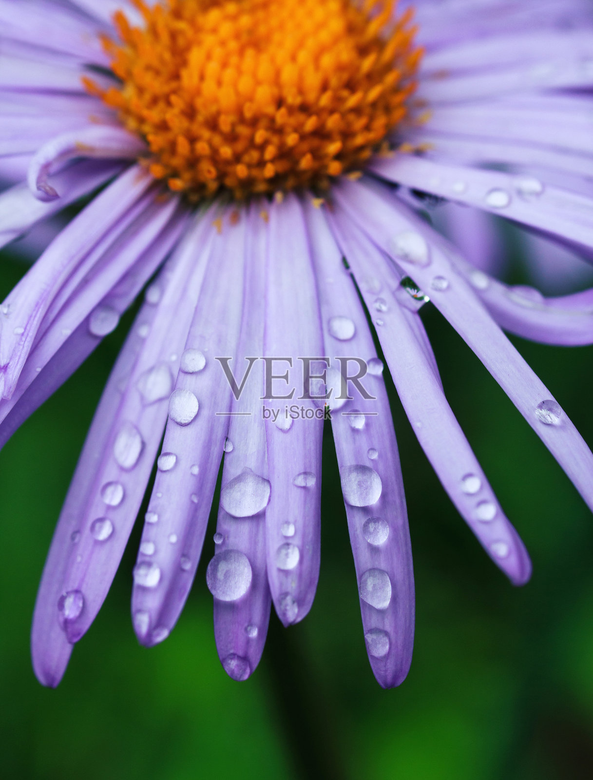 滴水照片摄影图片