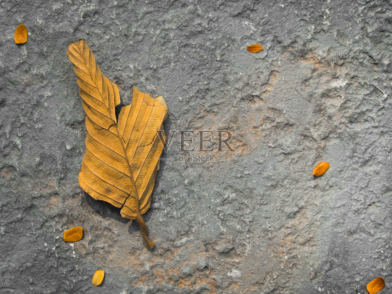 地板上的干叶子照片摄影图片