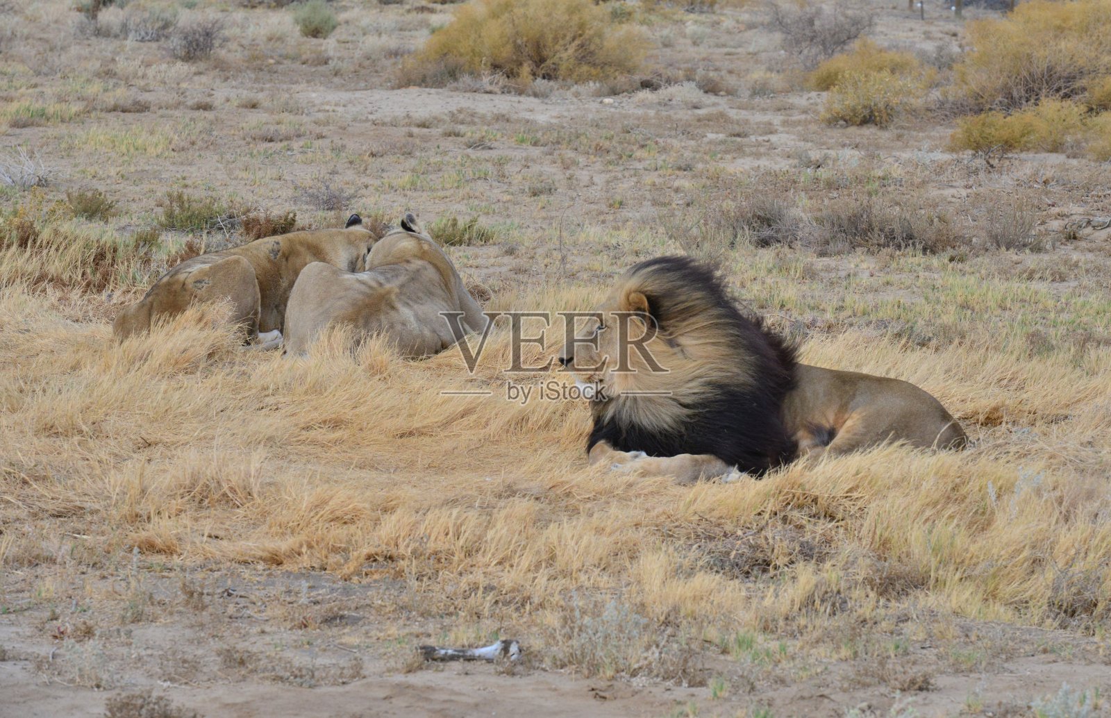 躺在南非的狮子照片摄影图片