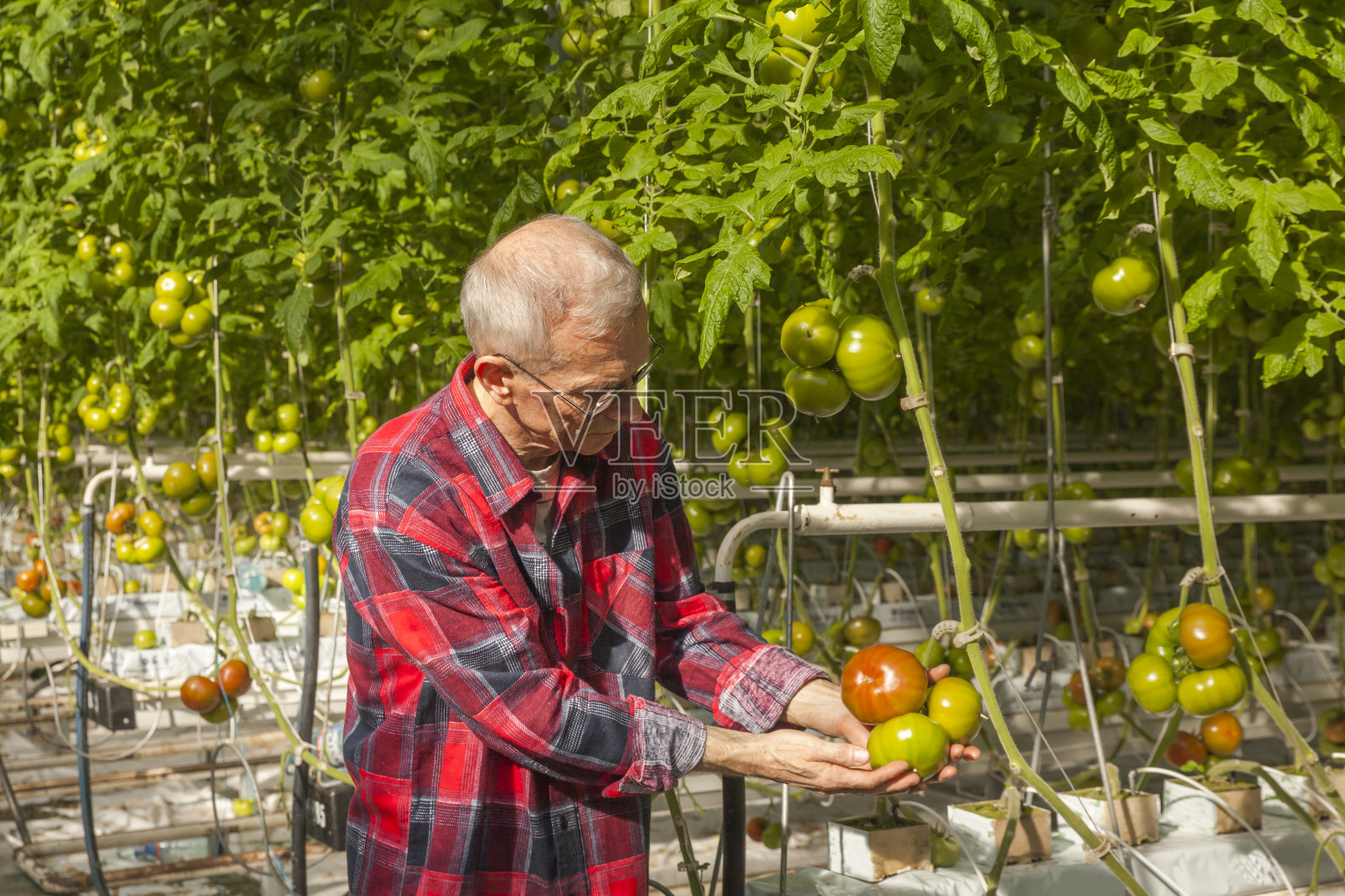 温室技术照片摄影图片