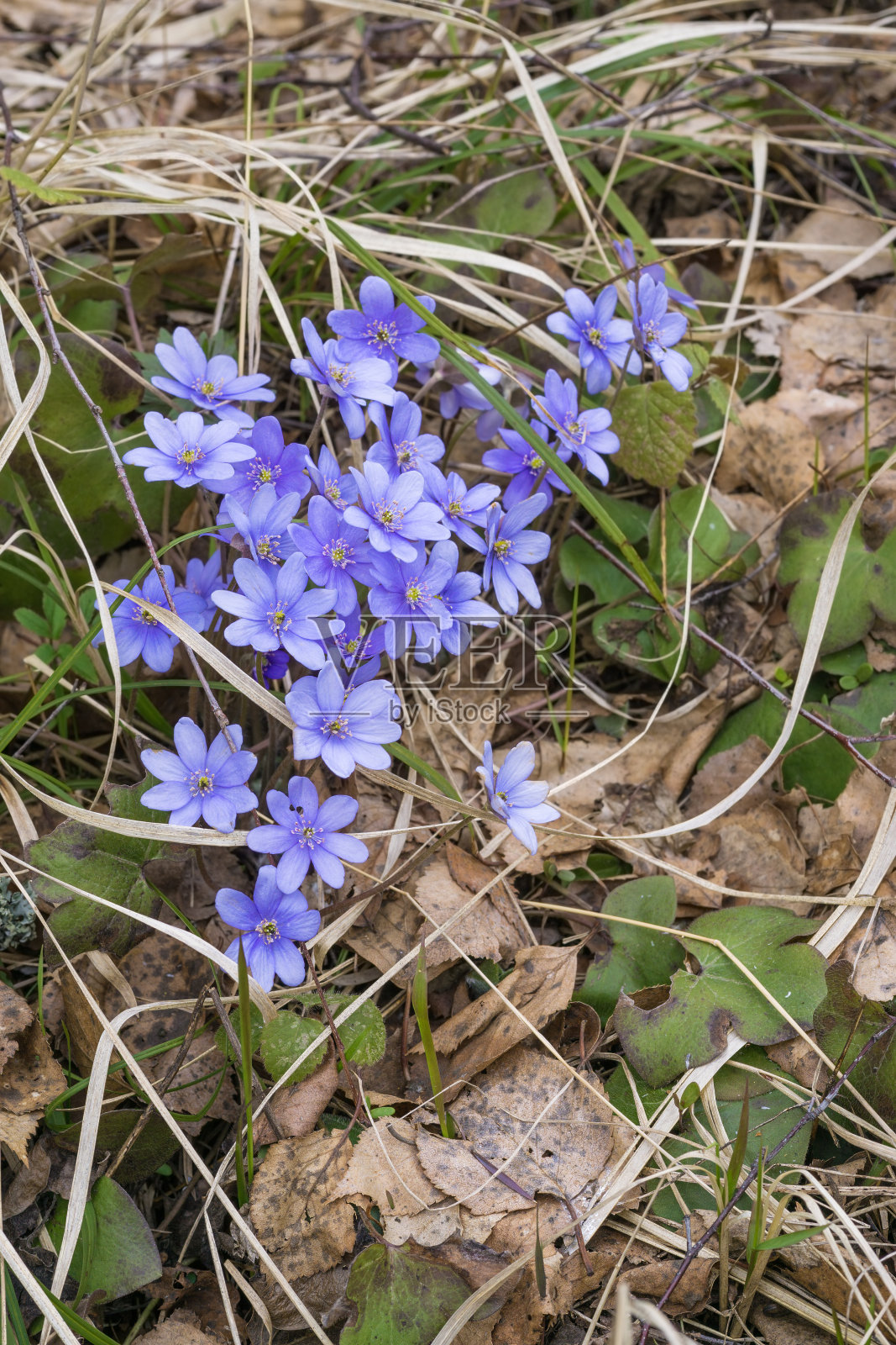 Hepatica弗劳尔照片摄影图片