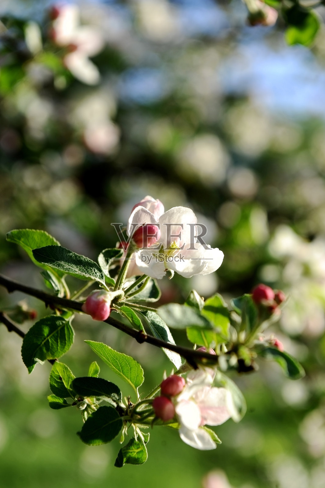 苹果花盛开照片摄影图片