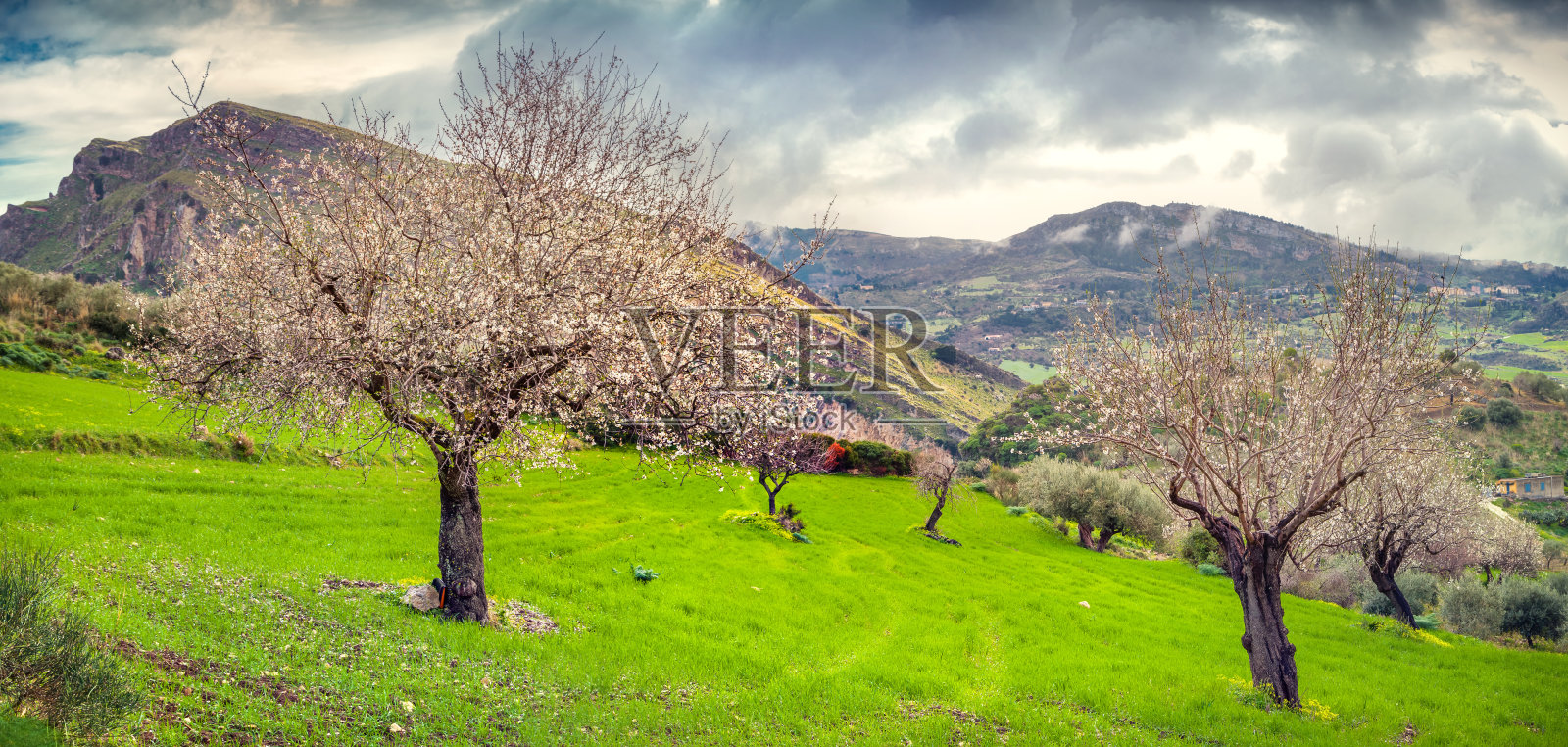 盛开的杏仁花园在西西里岛照片摄影图片