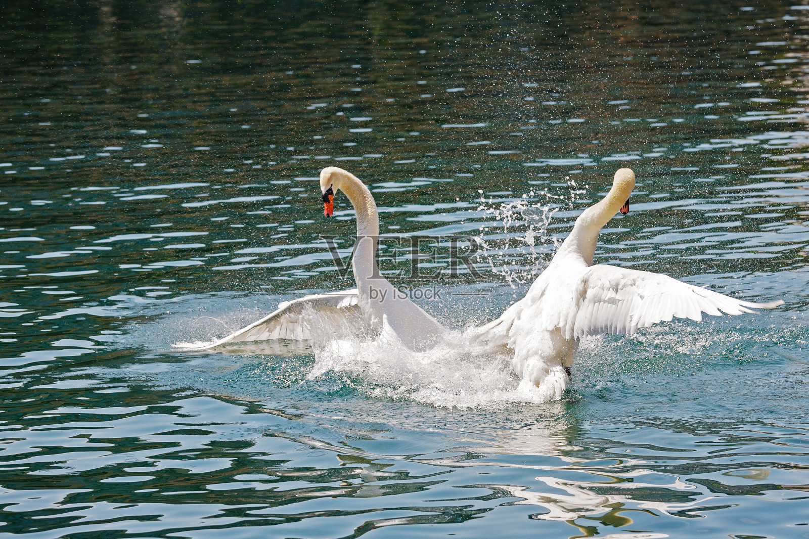 两只统治地位的天鹅争斗照片摄影图片