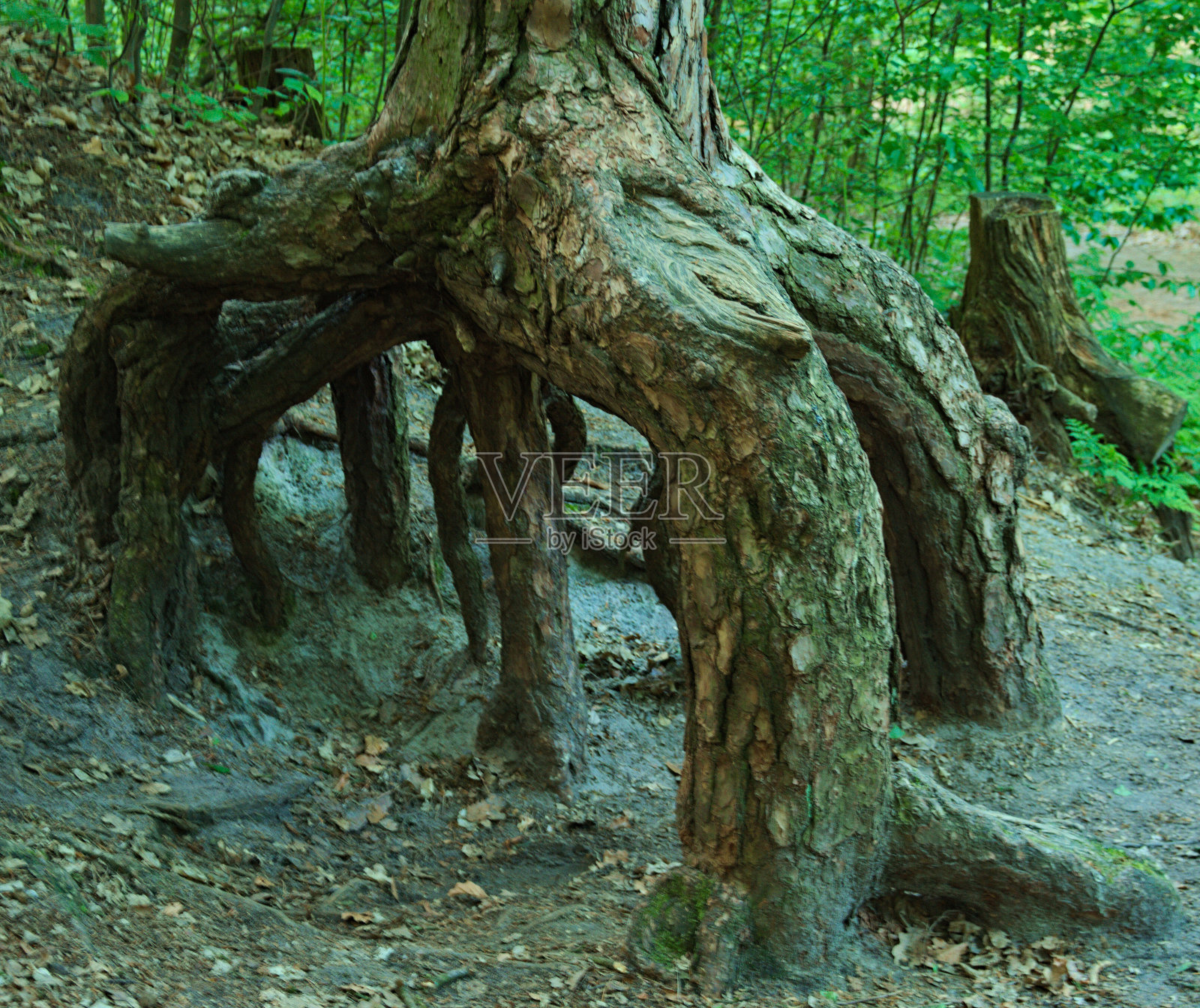 刷新树根照片摄影图片