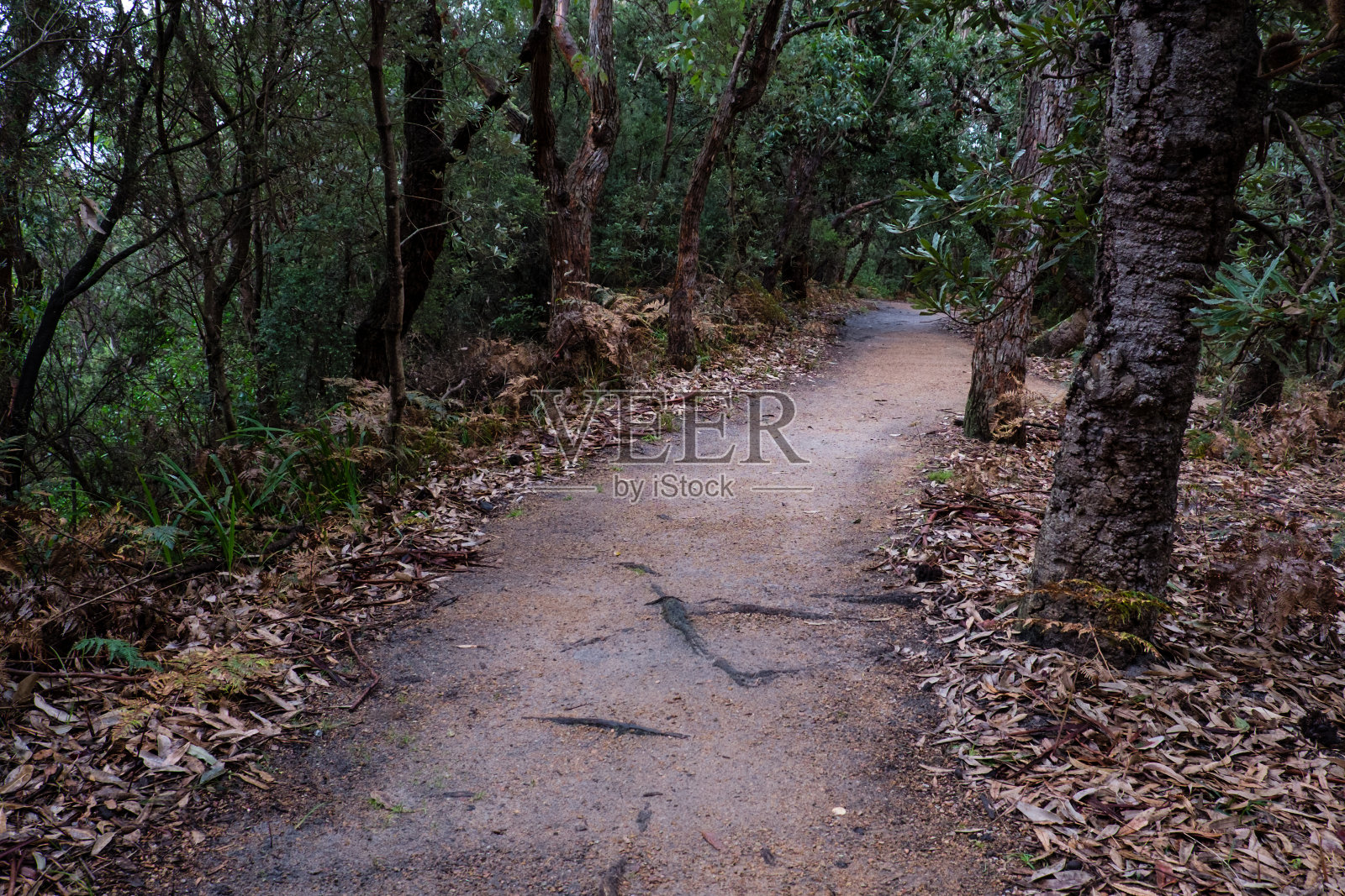 海滨步道照片摄影图片