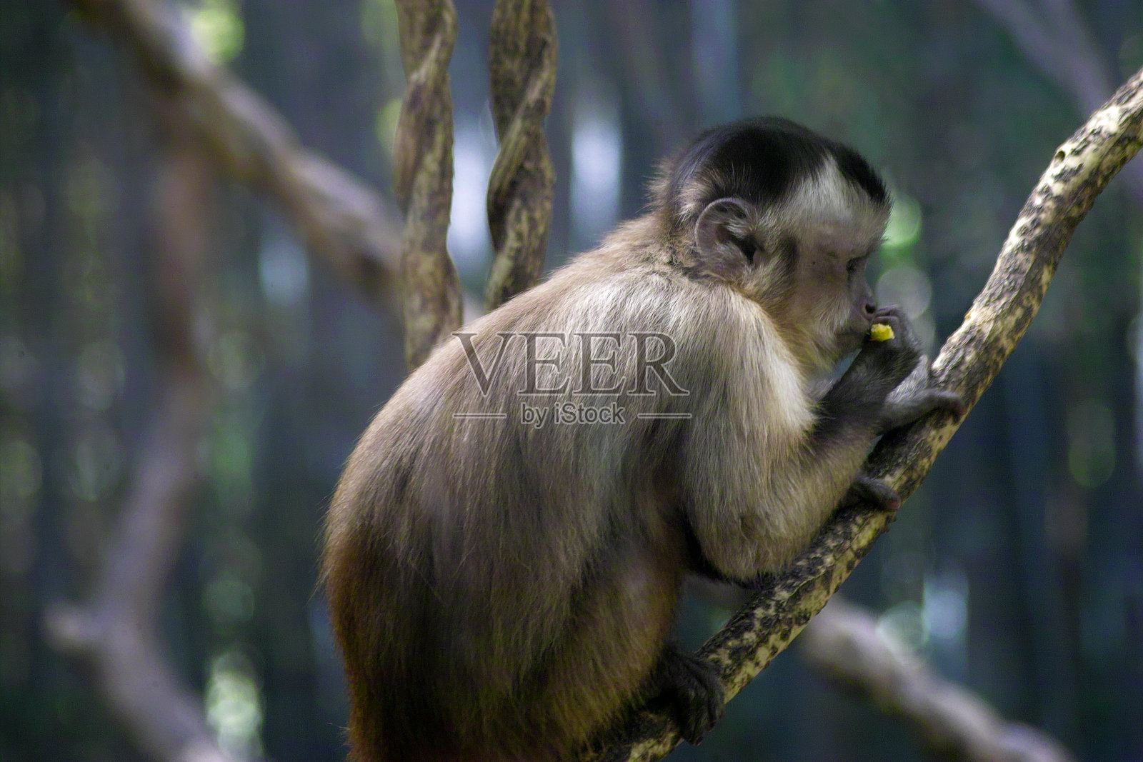 猴子照片摄影图片