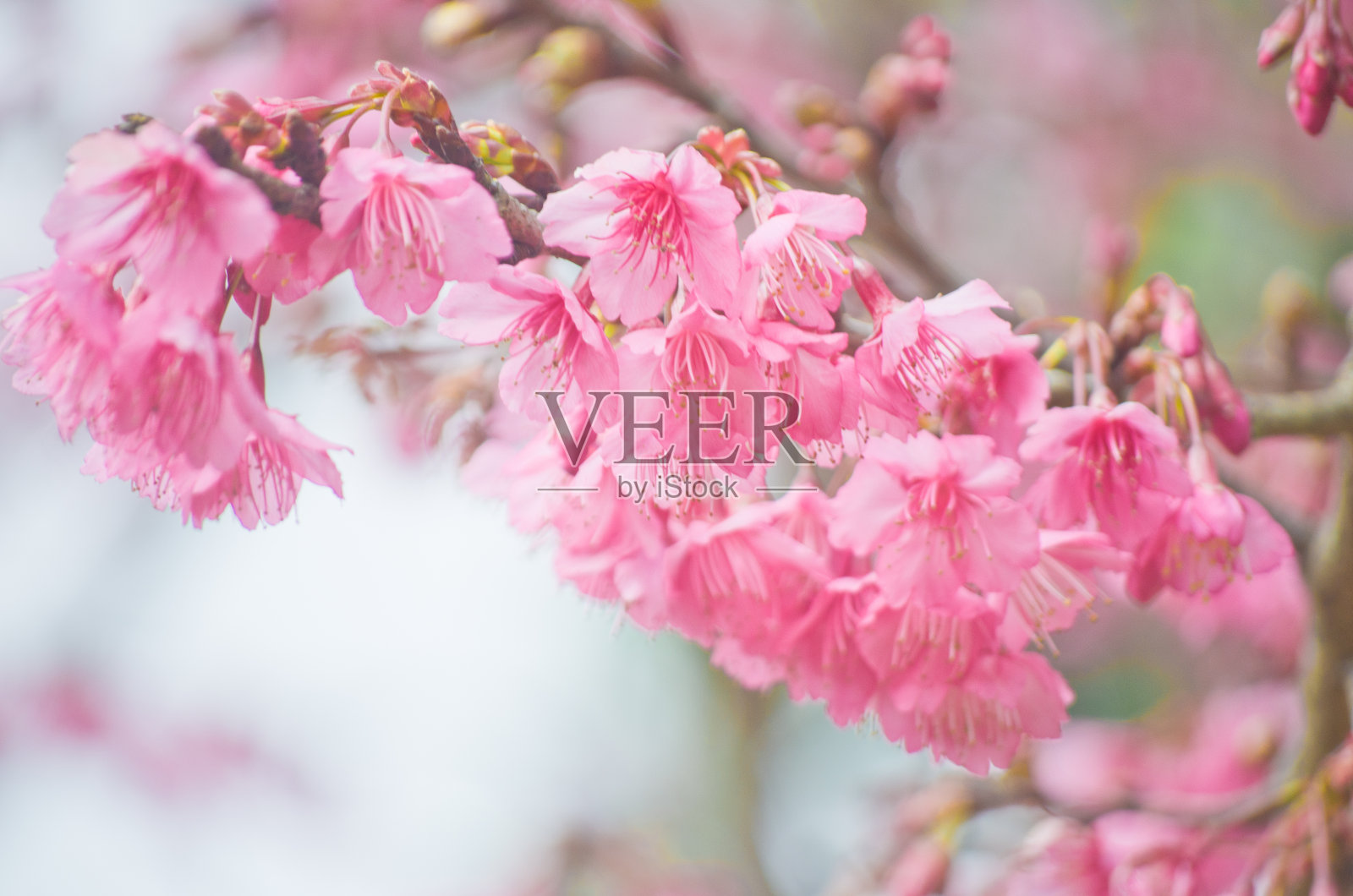 泰国樱花(Sakura) Doi Angkhang，清迈，泰国照片摄影图片