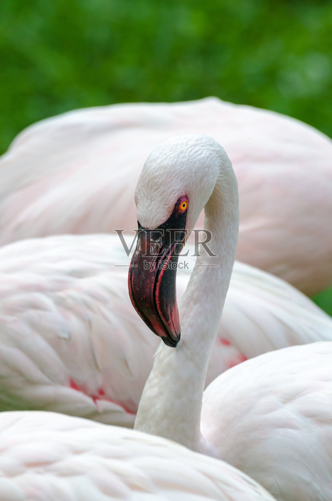 火烈鸟照片摄影图片
