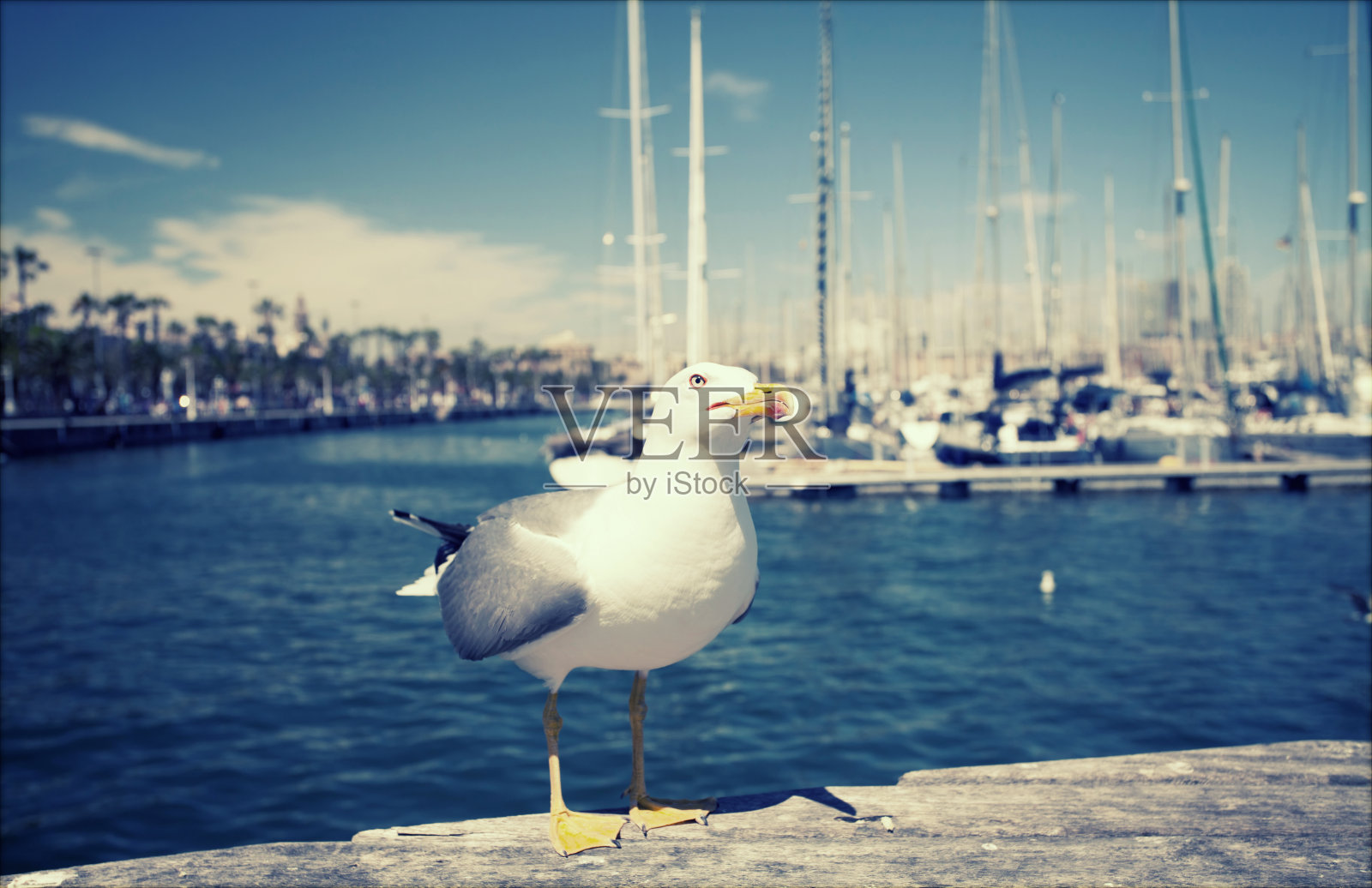 近距离观察海鸥照片摄影图片