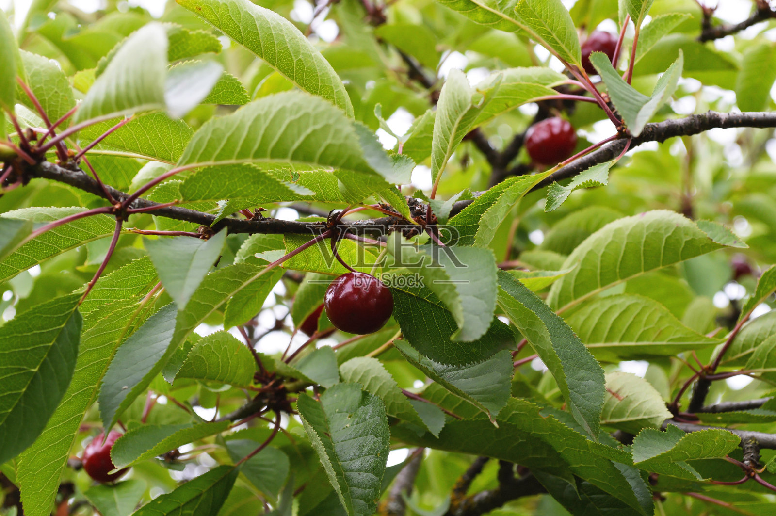 青翠树上成熟的红樱桃照片摄影图片