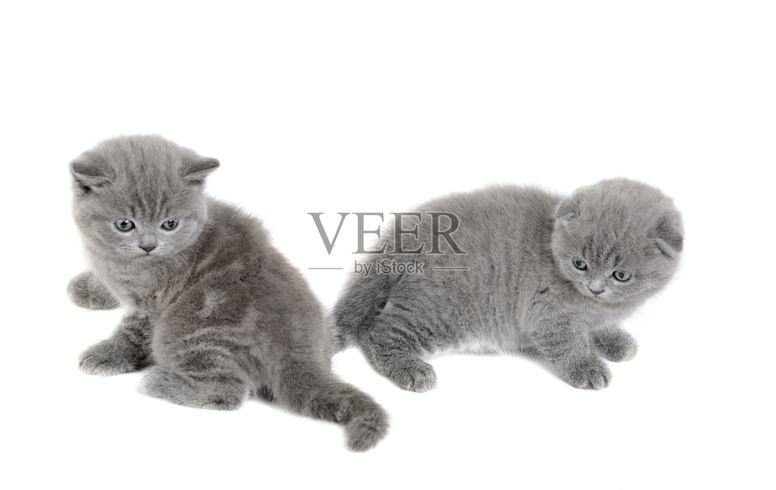 两只可爱的英国小猫照片摄影图片