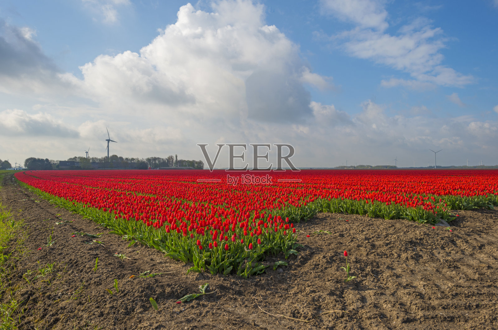 春天阳光普照的田野里的红色郁金香照片摄影图片