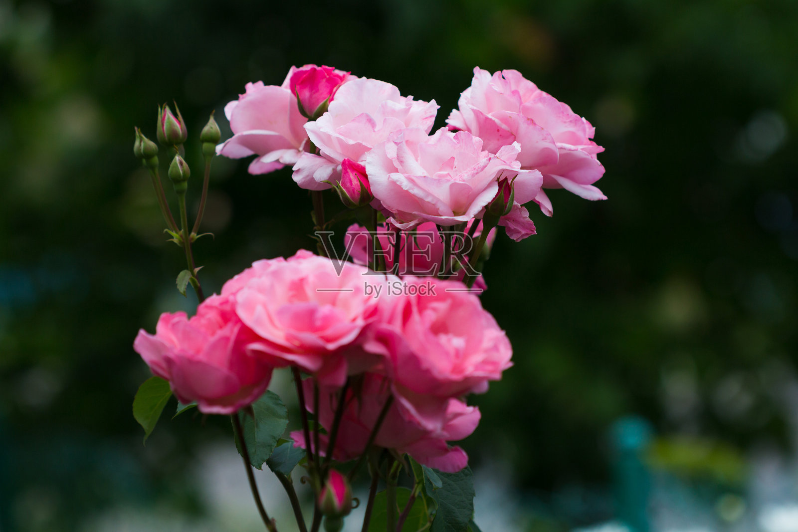 小红玫瑰在公园拍摄照片摄影图片