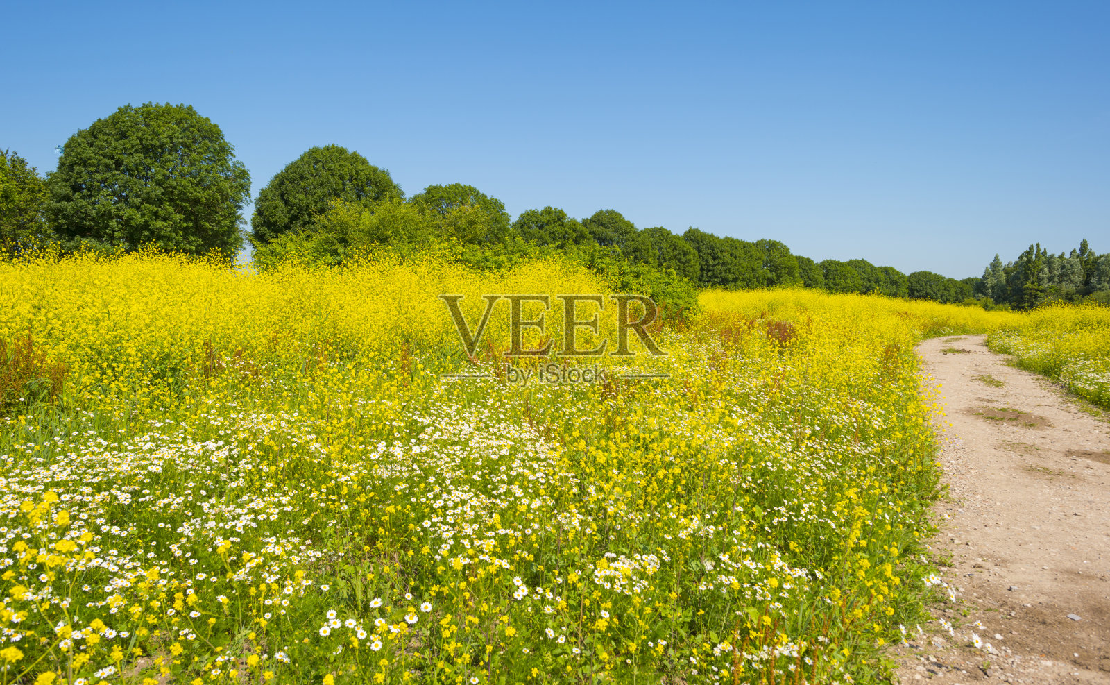 夏天田野里的野花照片摄影图片