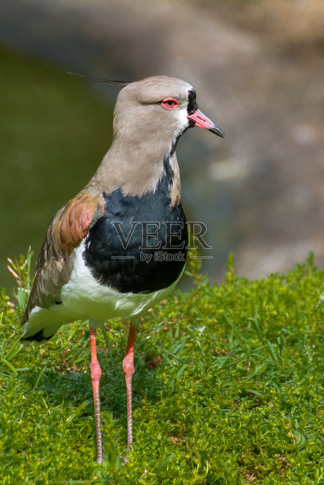 田凫南部照片摄影图片