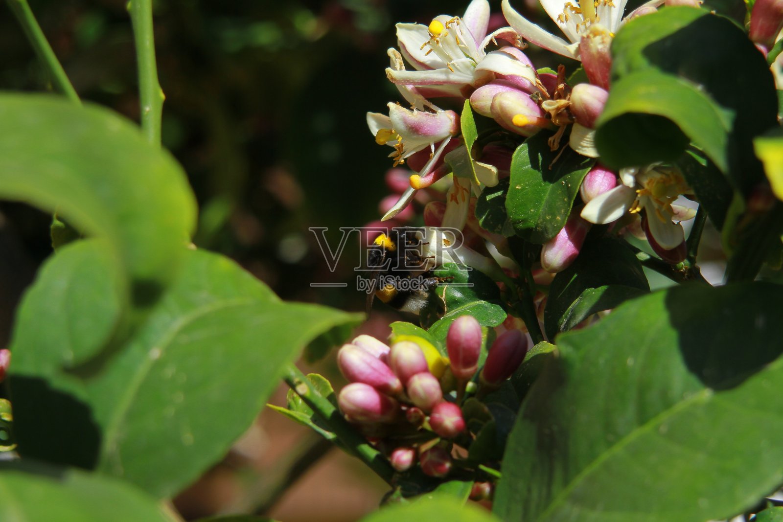 花朵和蜜蜂照片摄影图片