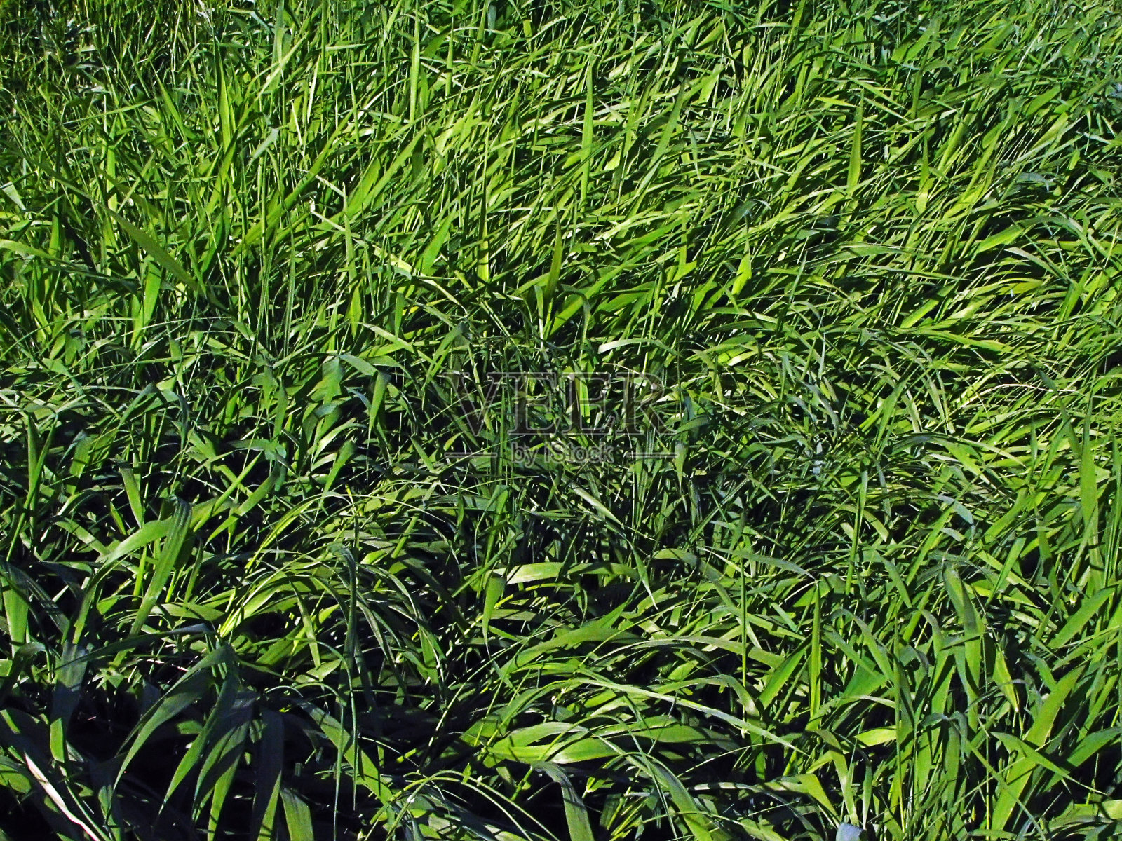 草坪碎片绿色高未修剪的草照片摄影图片