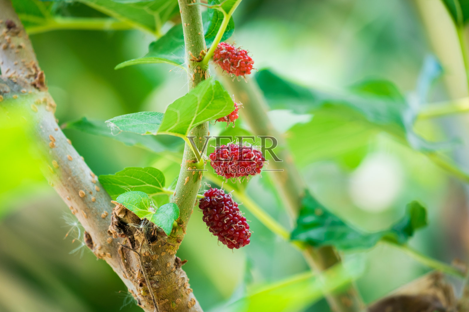 桑树与柔焦点照片摄影图片