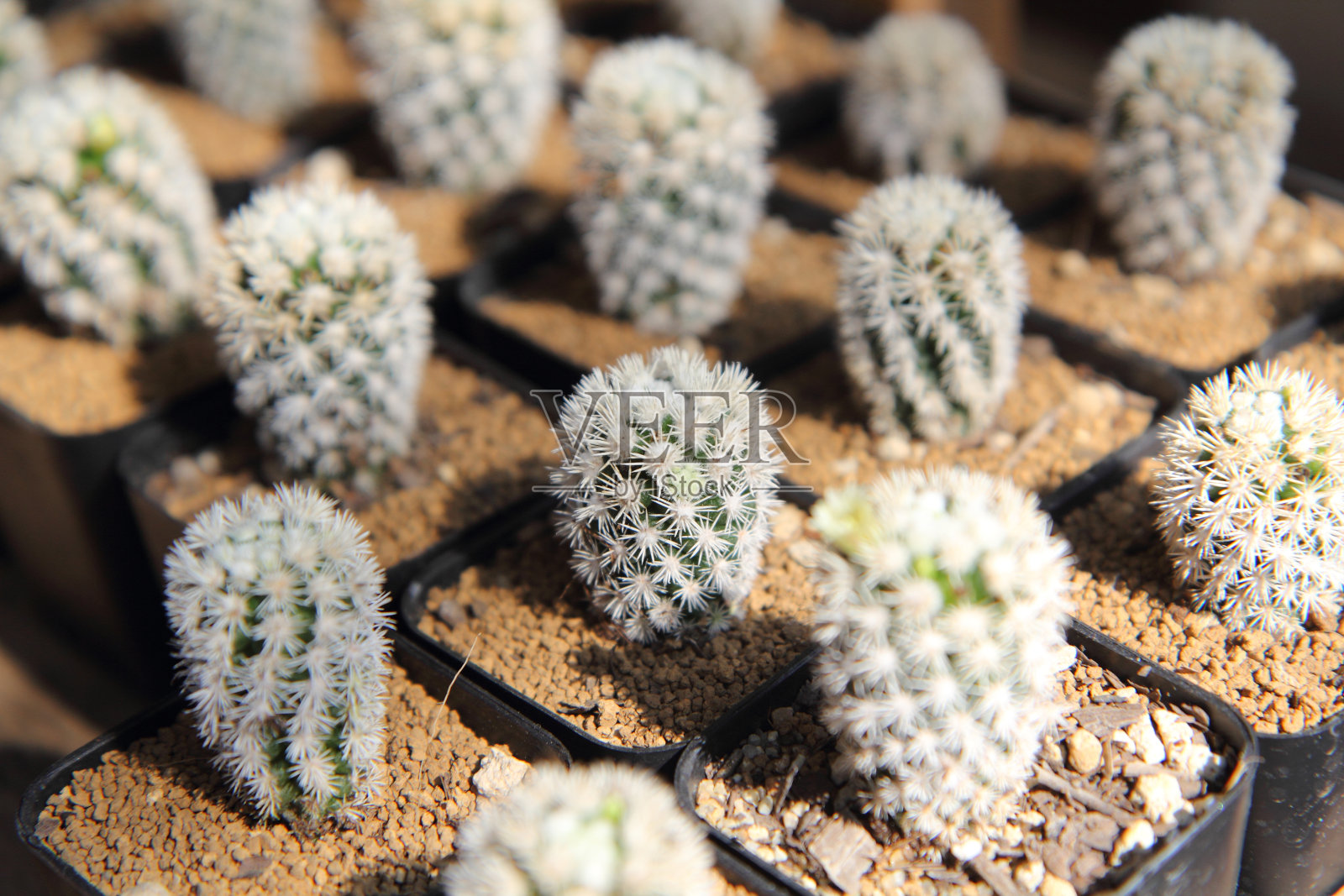 仙人掌照片摄影图片