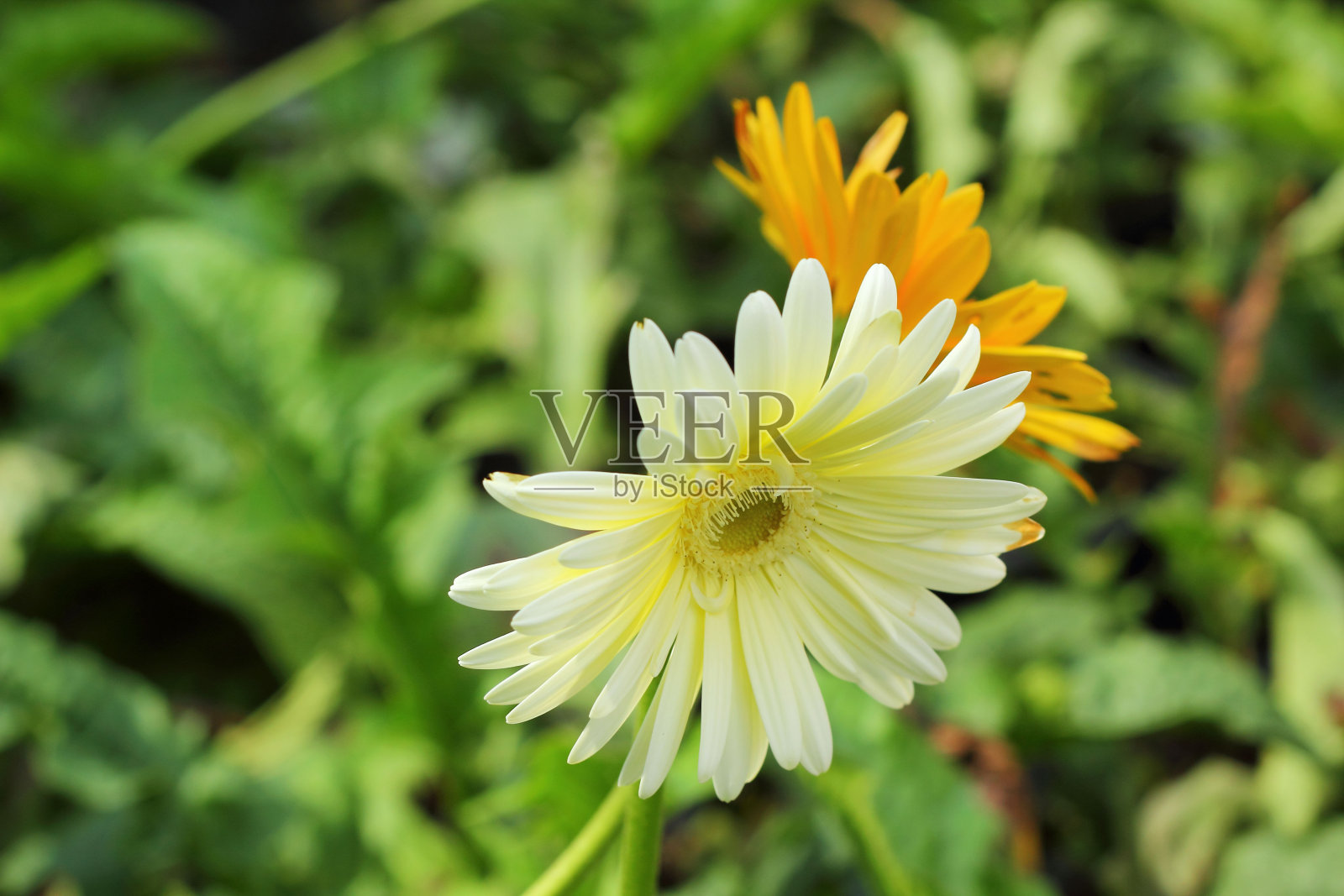 非洲菊在大自然中盛开照片摄影图片