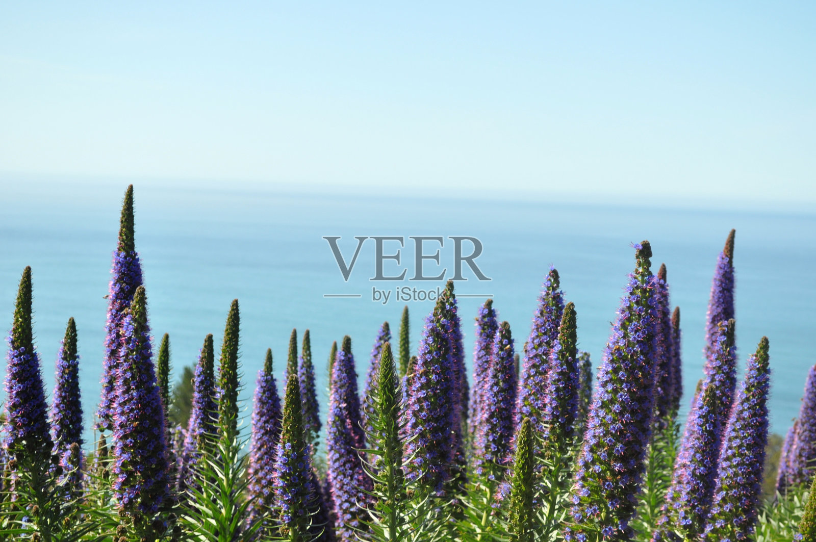 看到羽扇豆和大海照片摄影图片