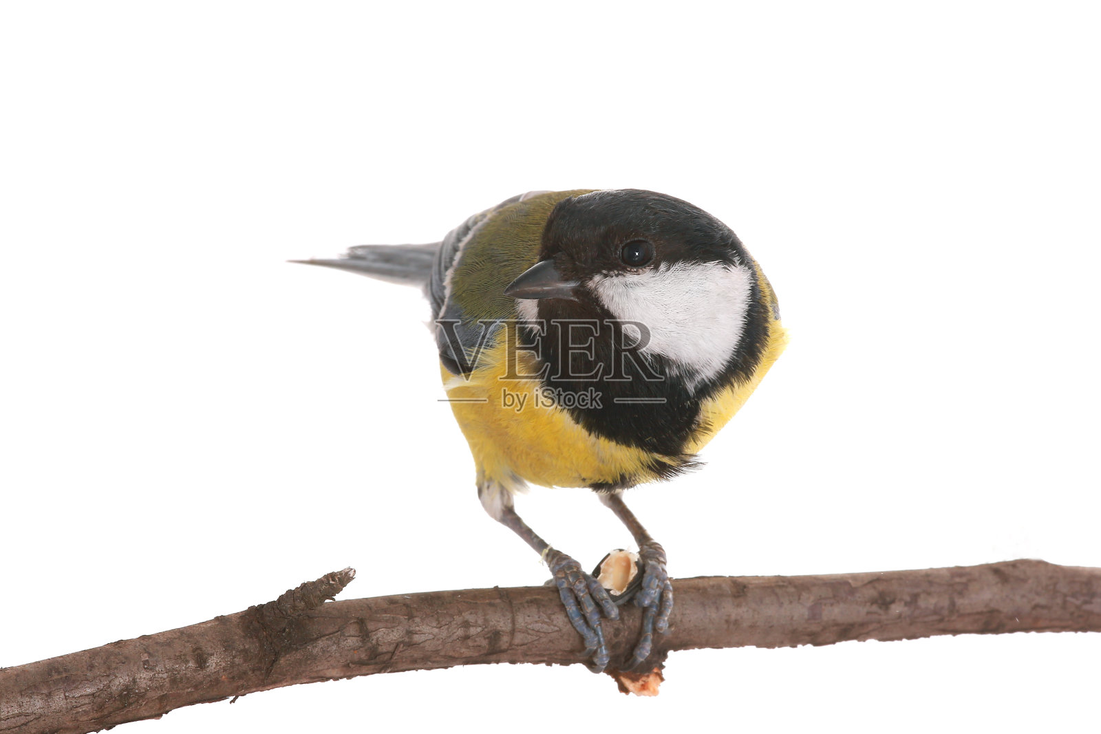 山雀照片摄影图片