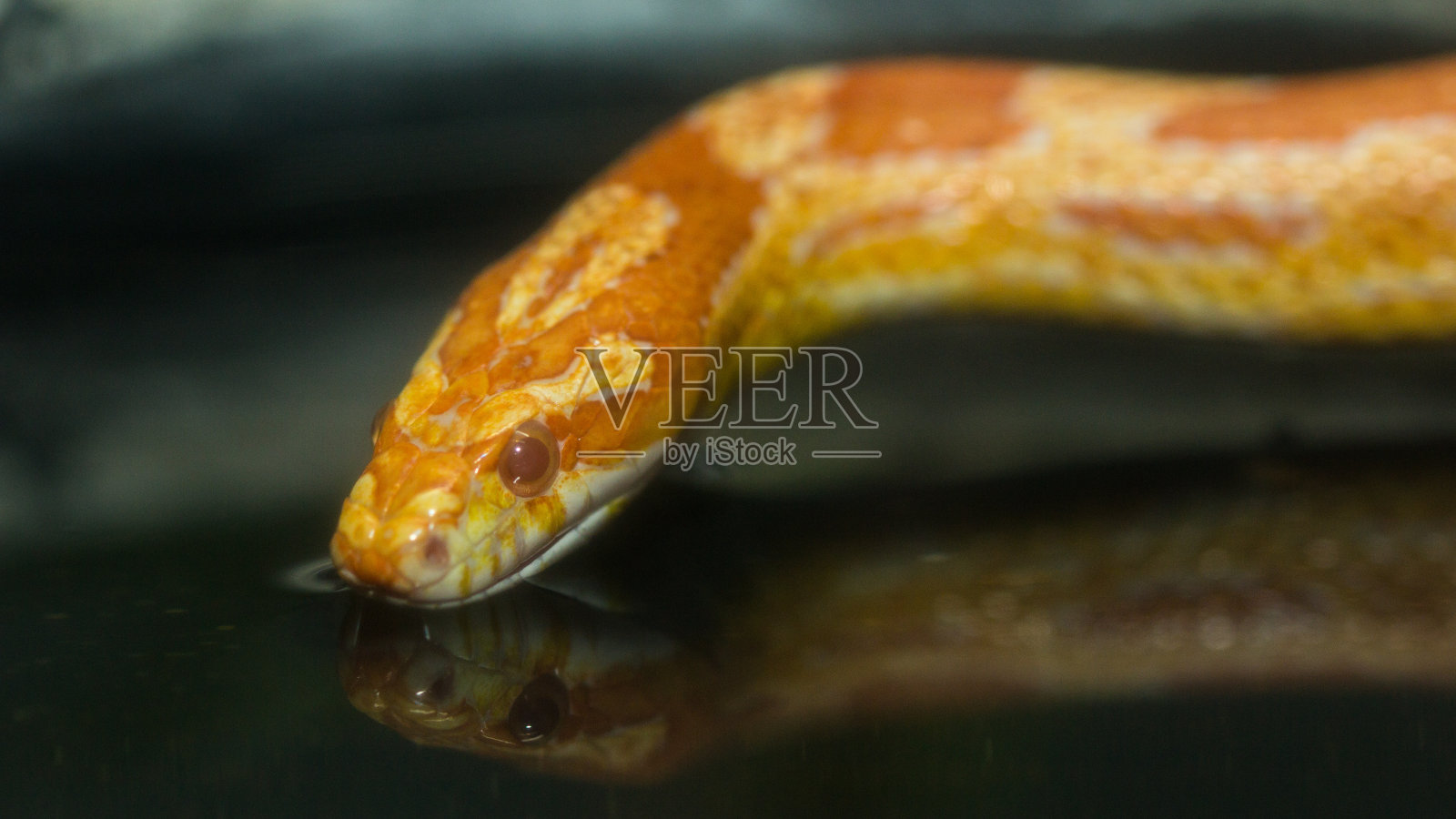 这条蛇照片摄影图片