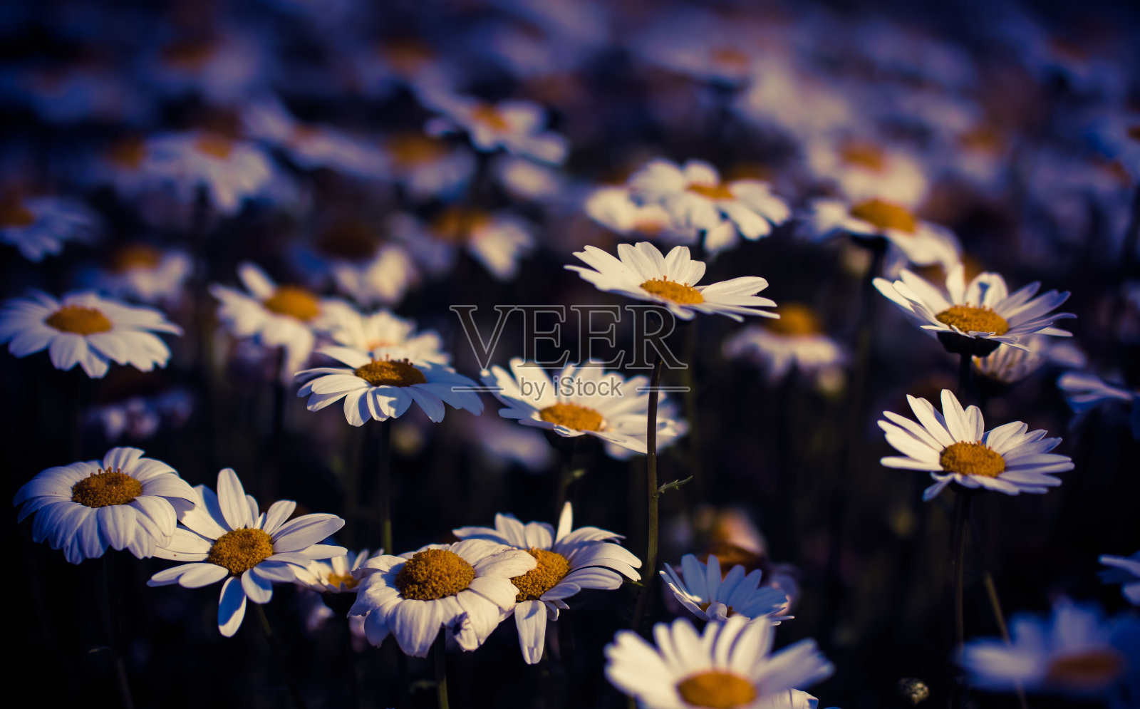 北极。很酷的完成。照片摄影图片