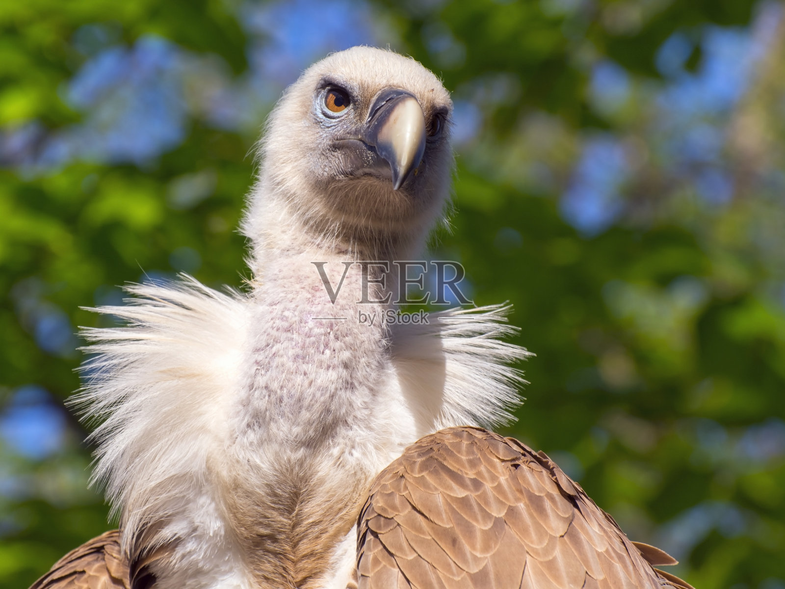 格里芬秃鹰(Gyps fulvus)照片摄影图片
